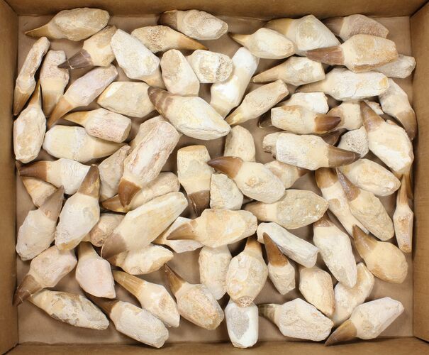 Lot - to Fossil Mosasaur Teeth (Composite Roots) - + Pieces #134101